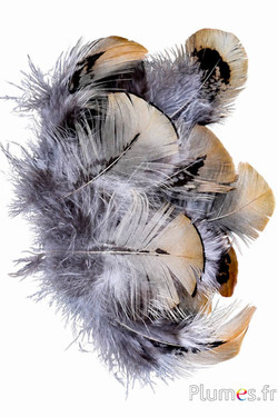 Fagiano di Reeves - 5-10 cm - beige naturale